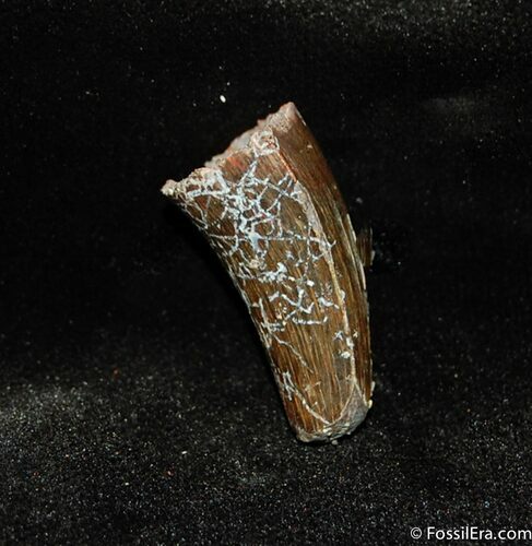 Inch Cretaceous Crocodile Tooth - Morocco #342